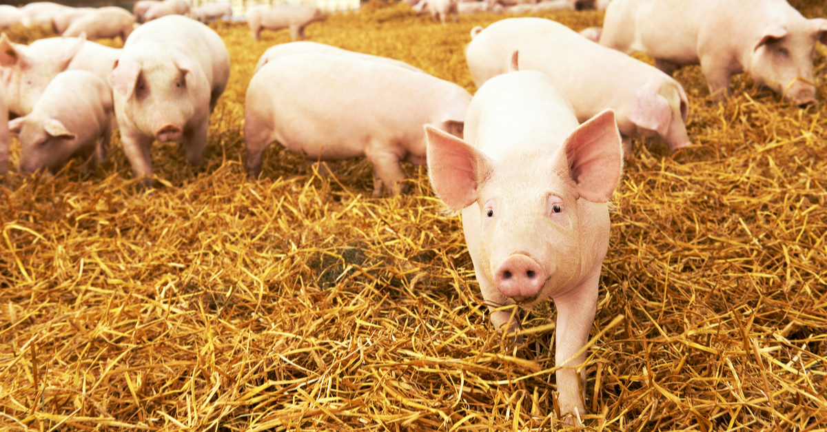 Inacceptable animal farming